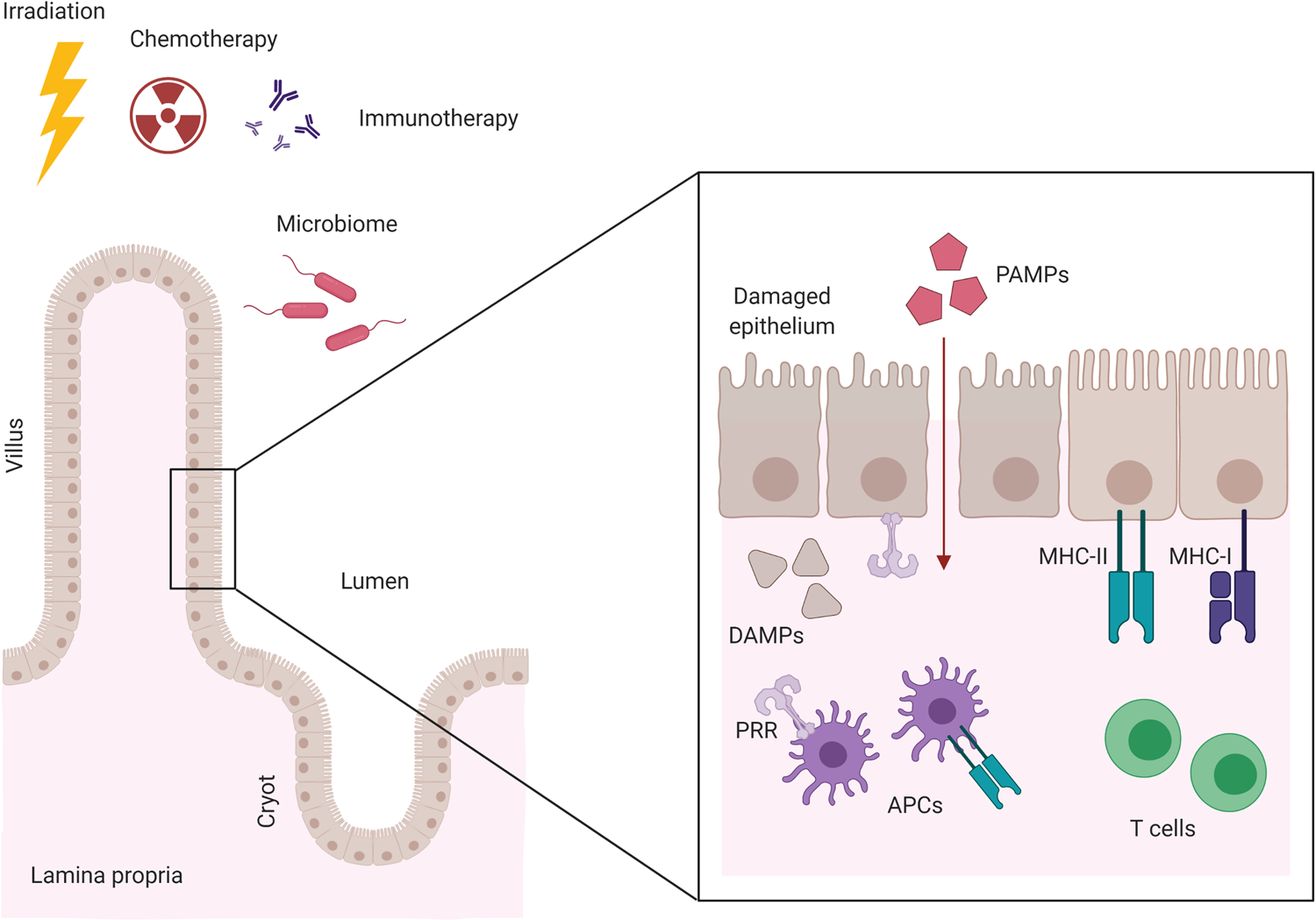 Stem Cell Graft versus Host Diagnosis