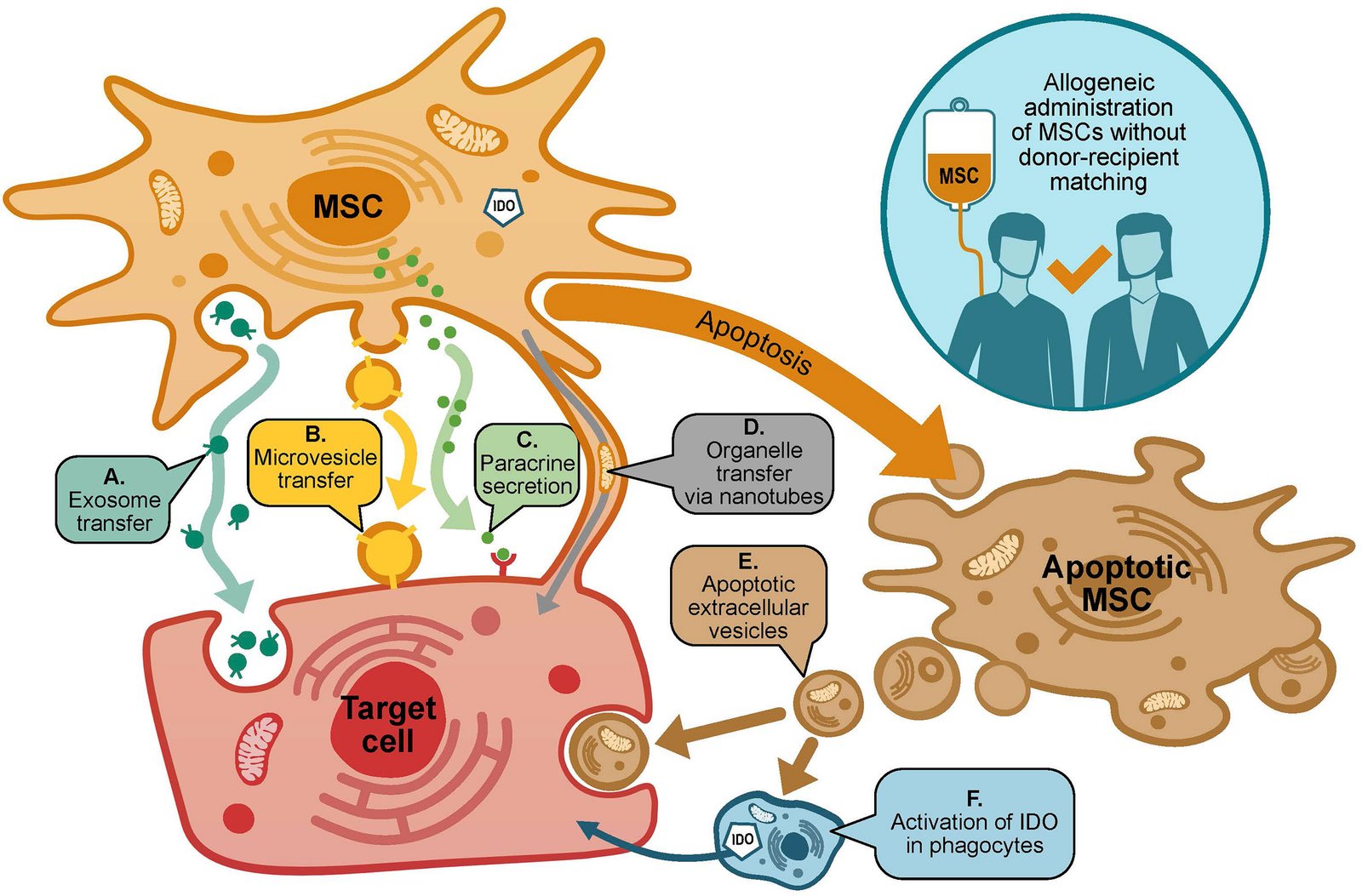 Stem Cell Graft versus Host Treatment