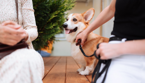 Service dog training for emotional support