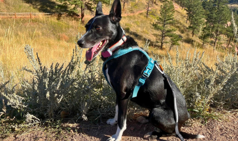 canine harness